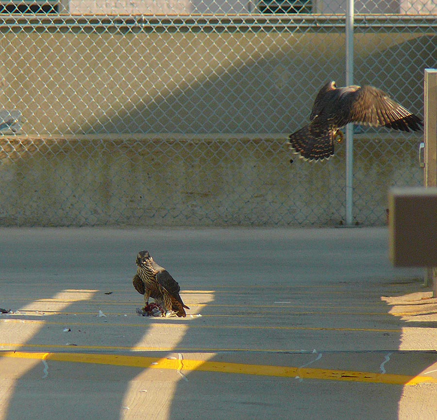 falcon1