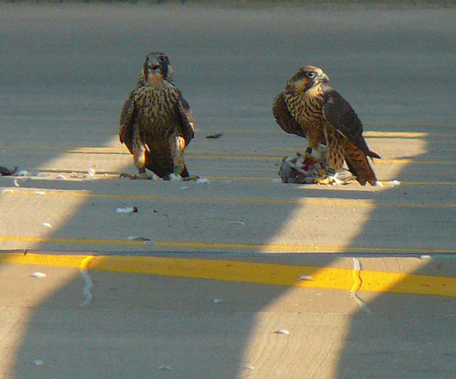 falcons
