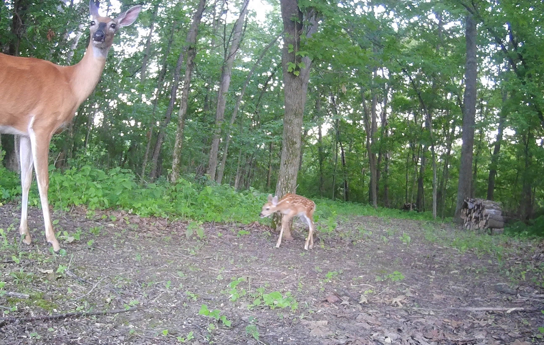 Fawn and Doe