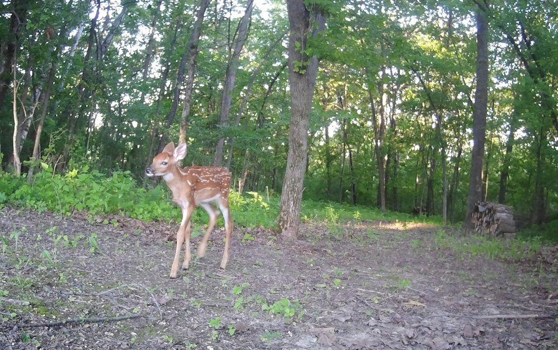 Fawn