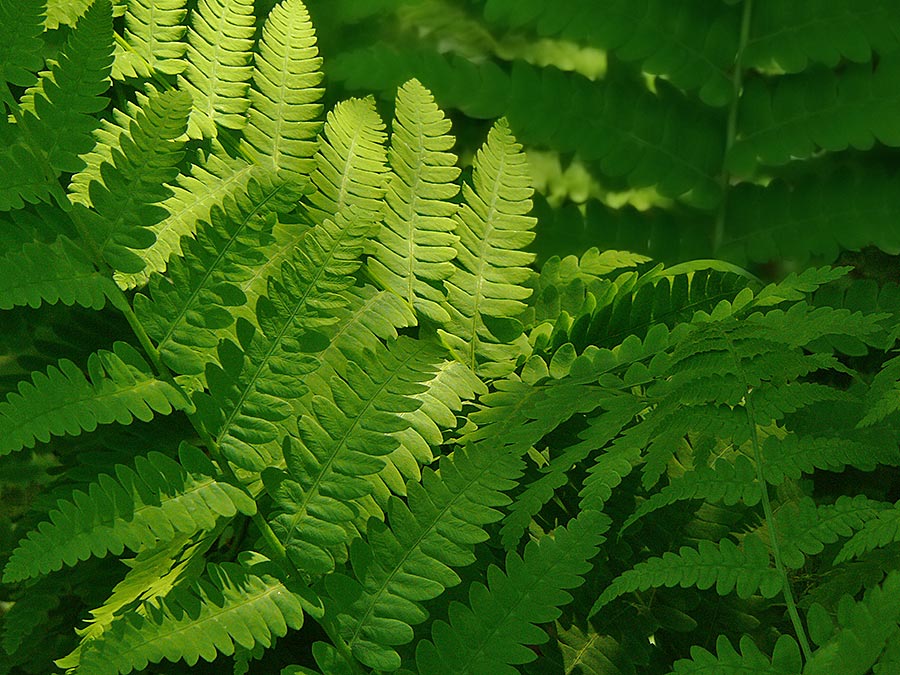 fern