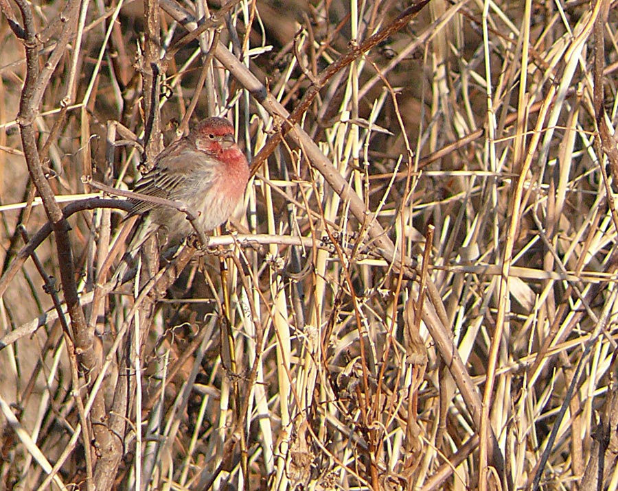 Finch