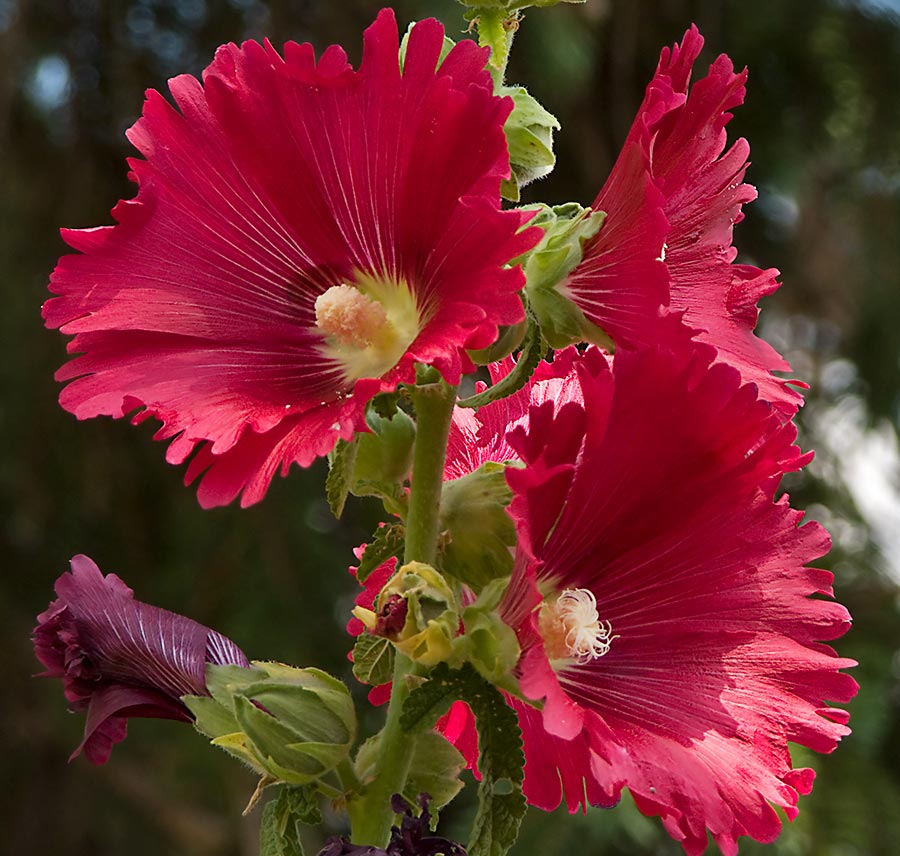 flowers