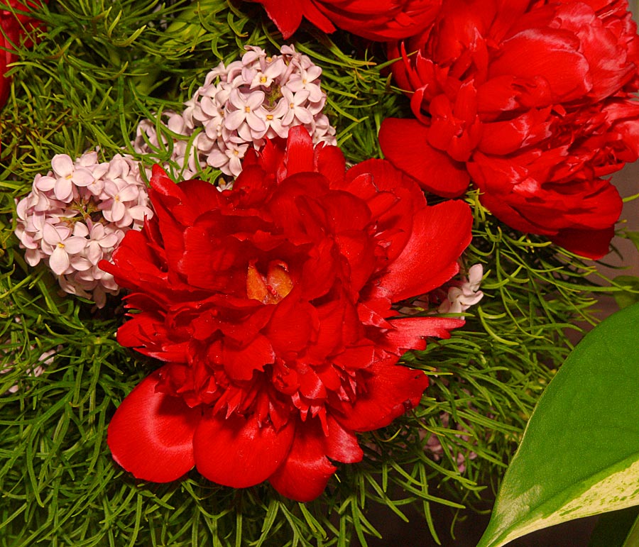 flowers 3