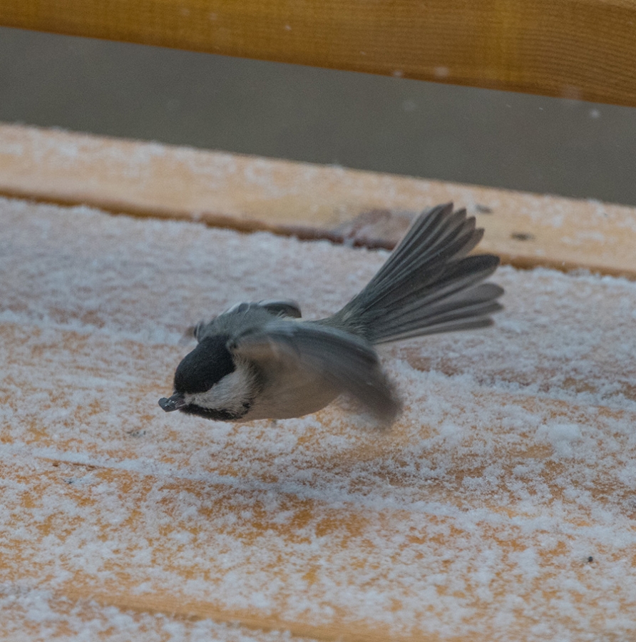 Flying under the radar, or the deck rail.