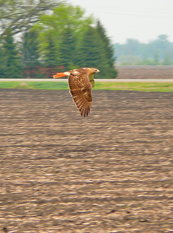 flying