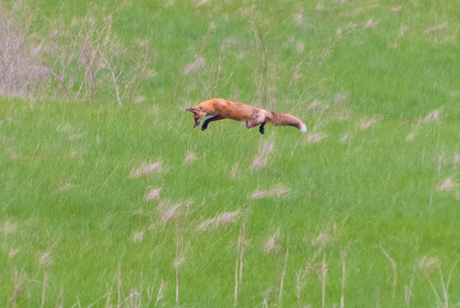 Pouncing
