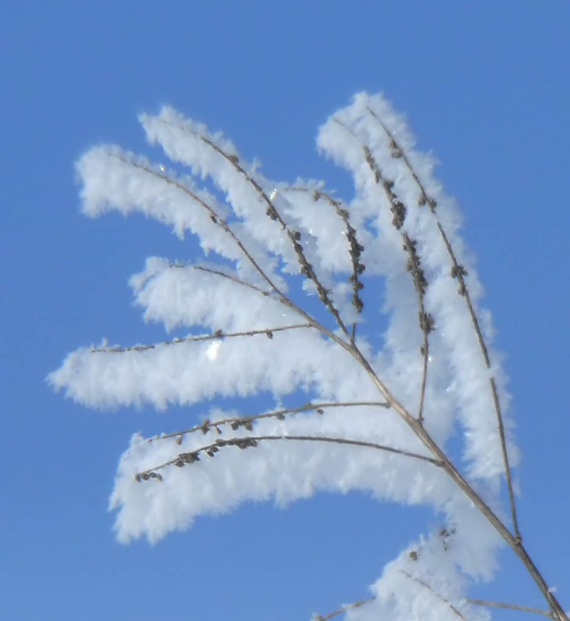 Frost