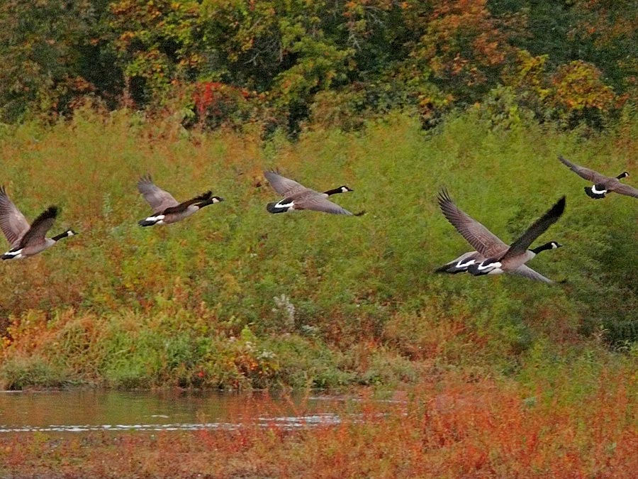 geese
