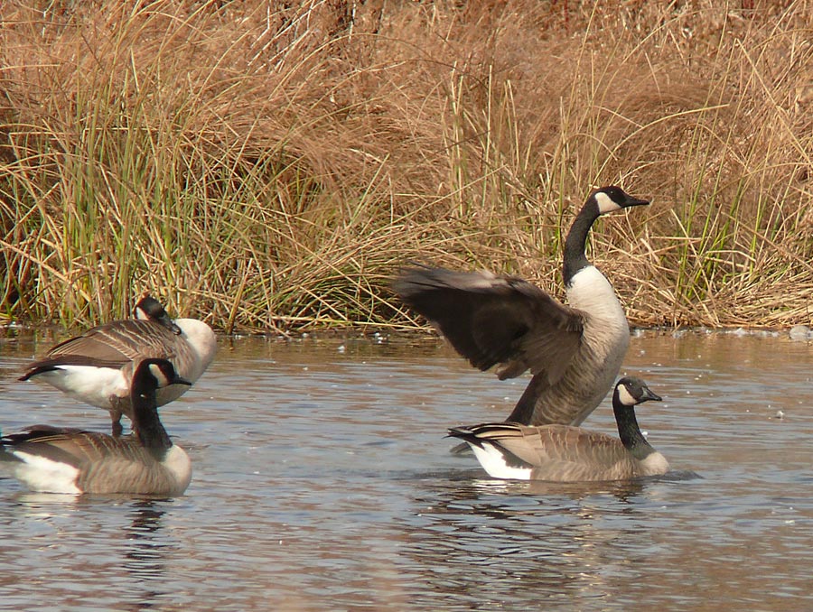 geese 2