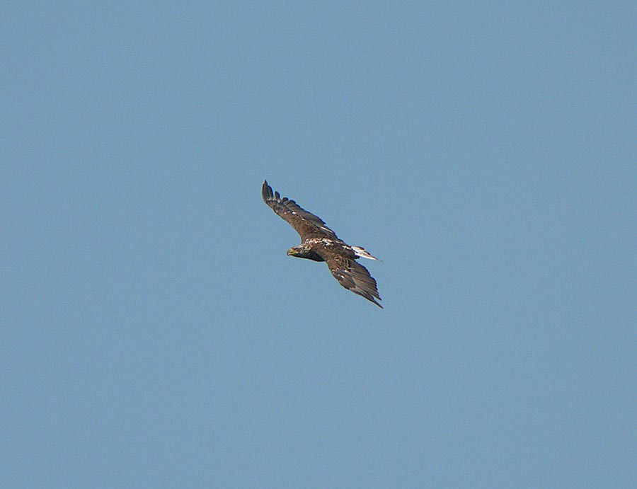 goldeagle