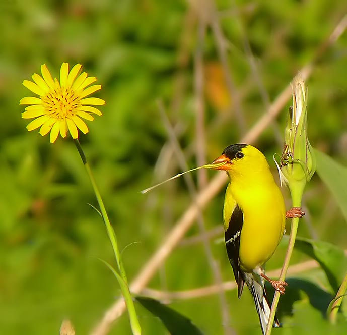 American Goldfinch