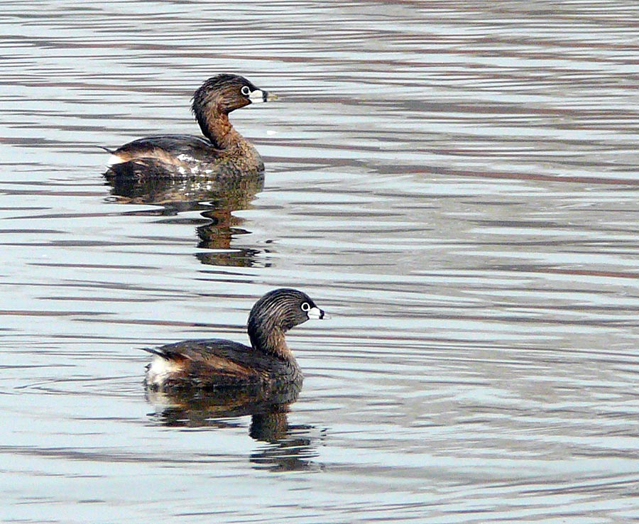 grebes