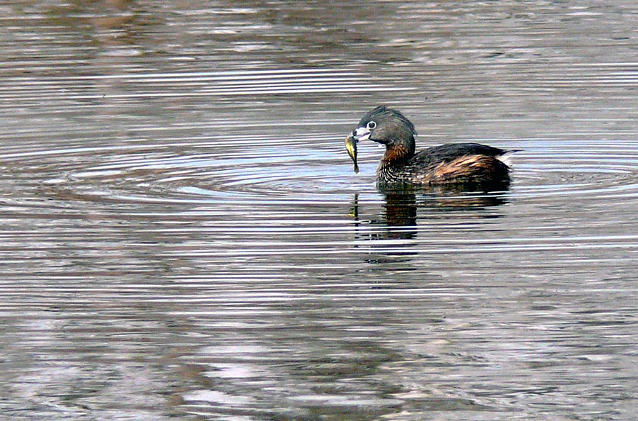 grebe with fish