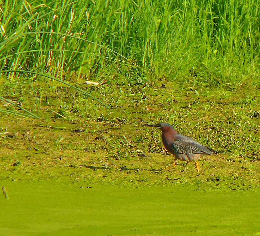 green heron