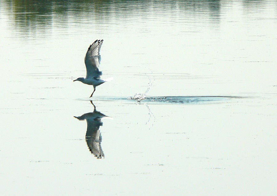 gull 2