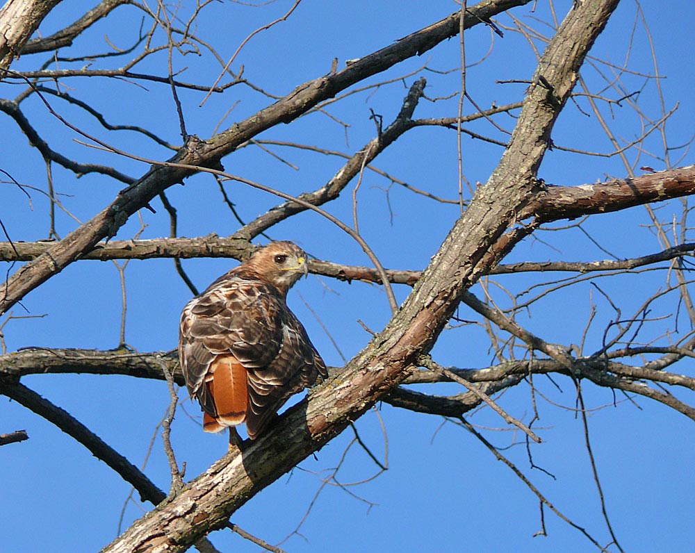 hawk
