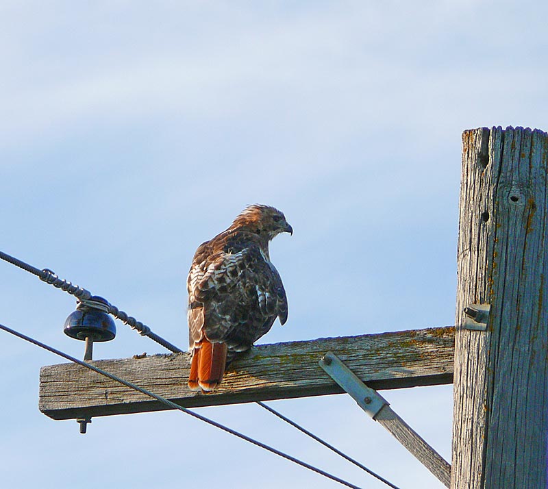 hawk1