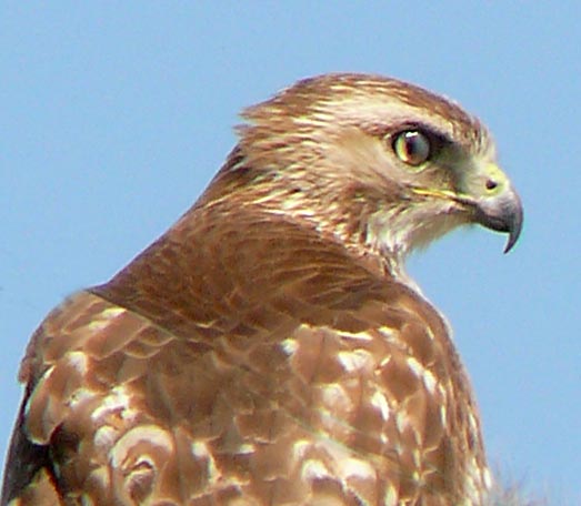 hawk 2