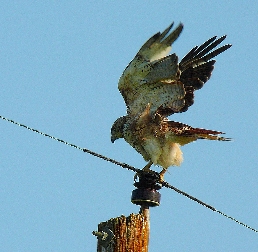 hawk