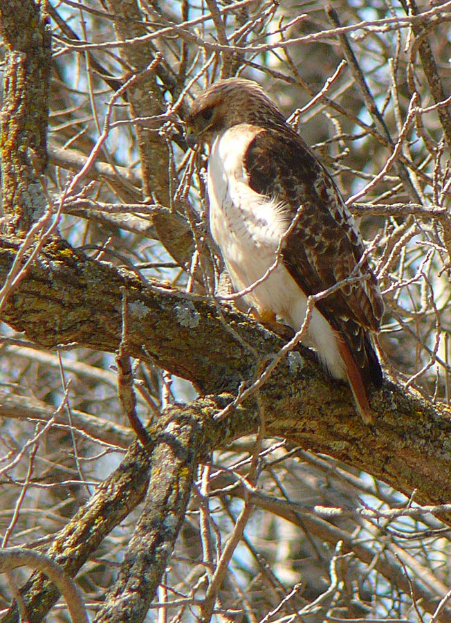 hawk 4