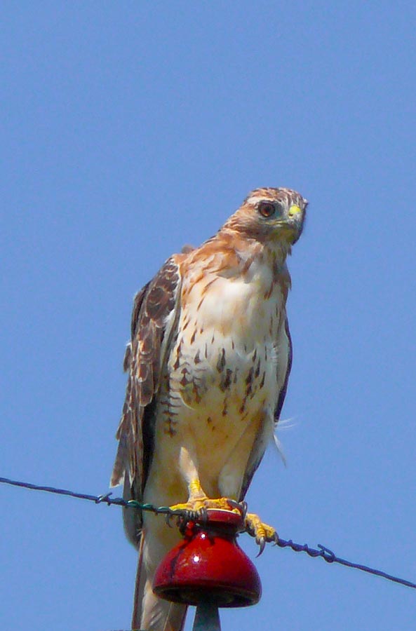 hawk 5