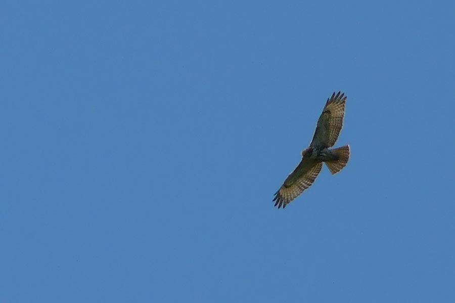 hawk 6