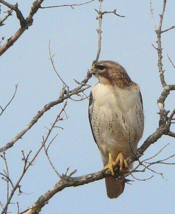 Hawk