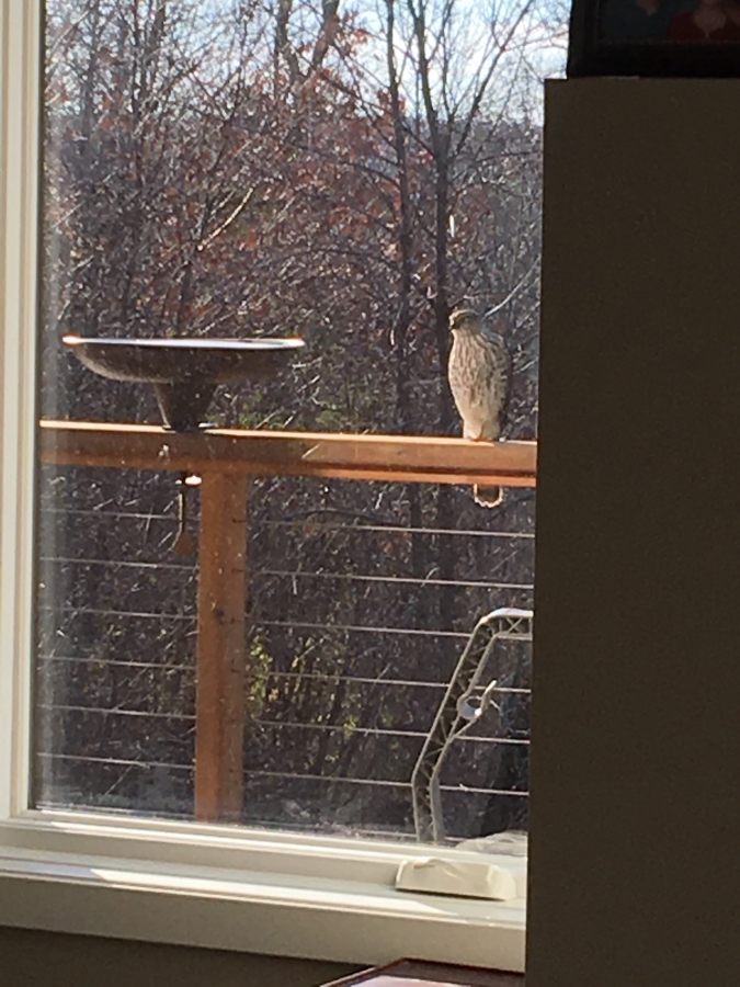 Hawk on our deck