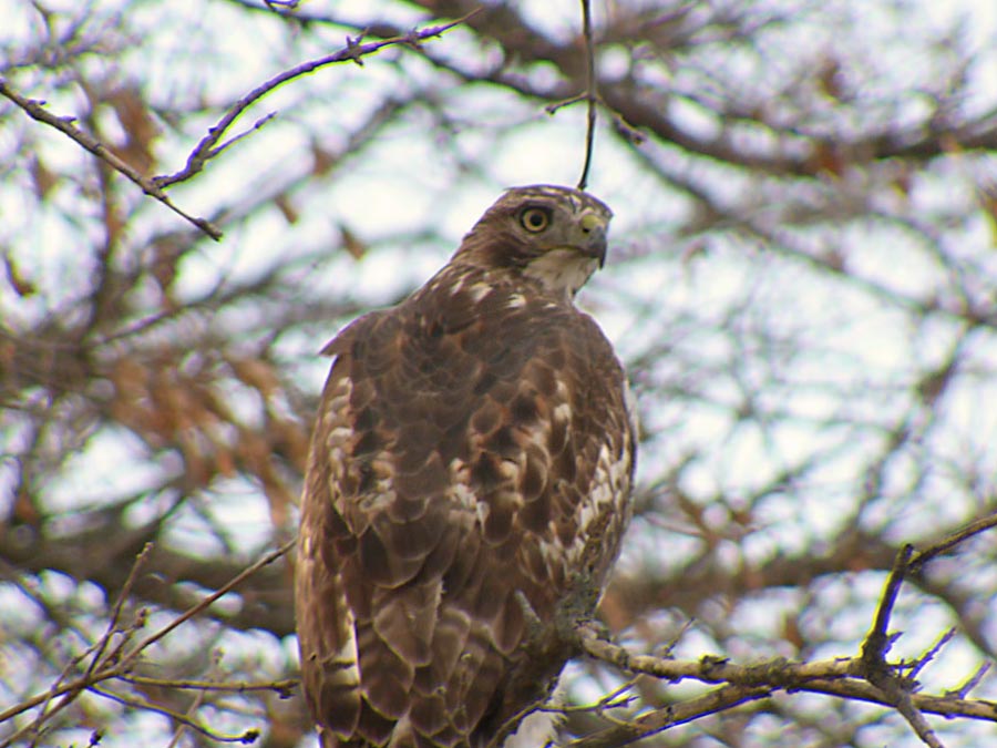 hawk green
