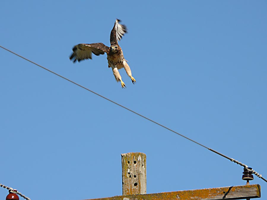 hawkjump