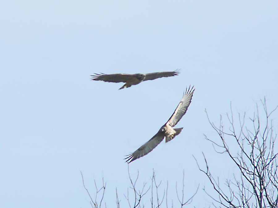 hawks