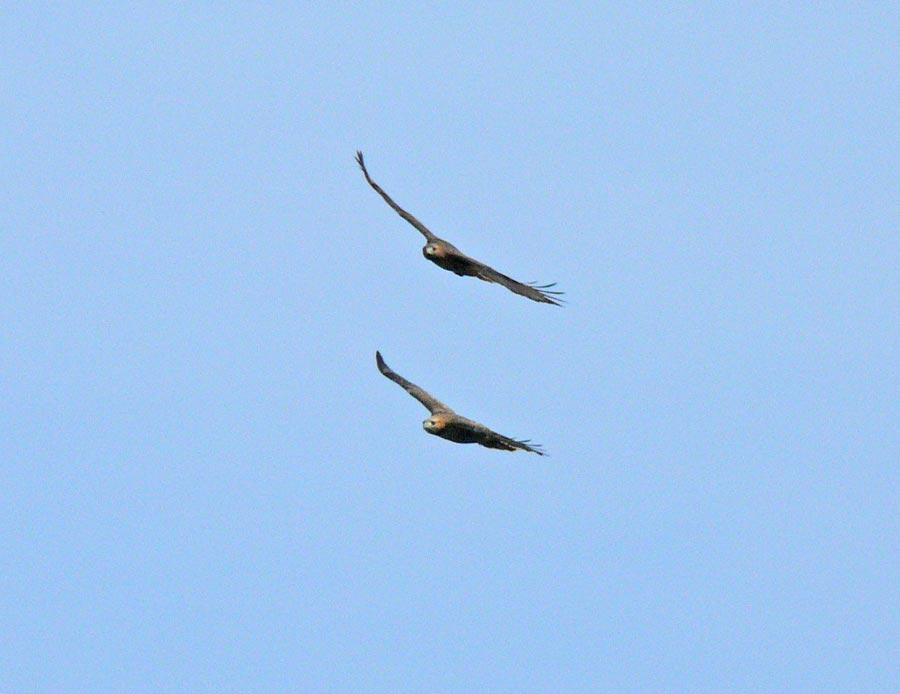 hawksfly