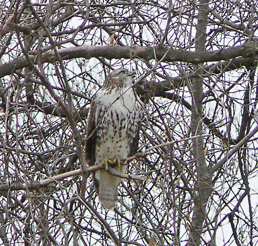 hawktree