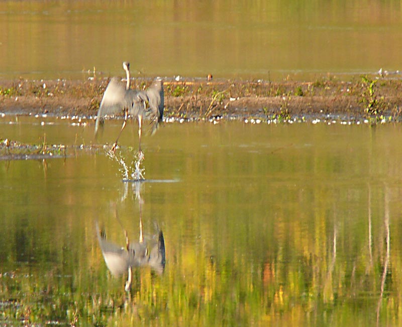 heron