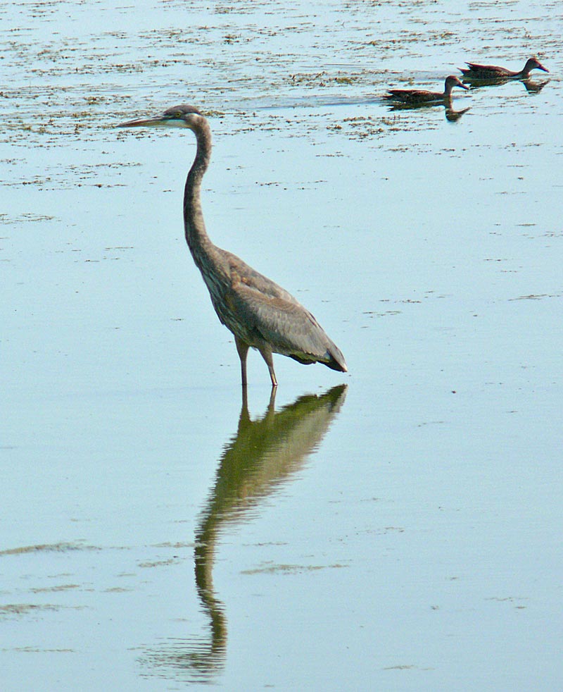 heron1