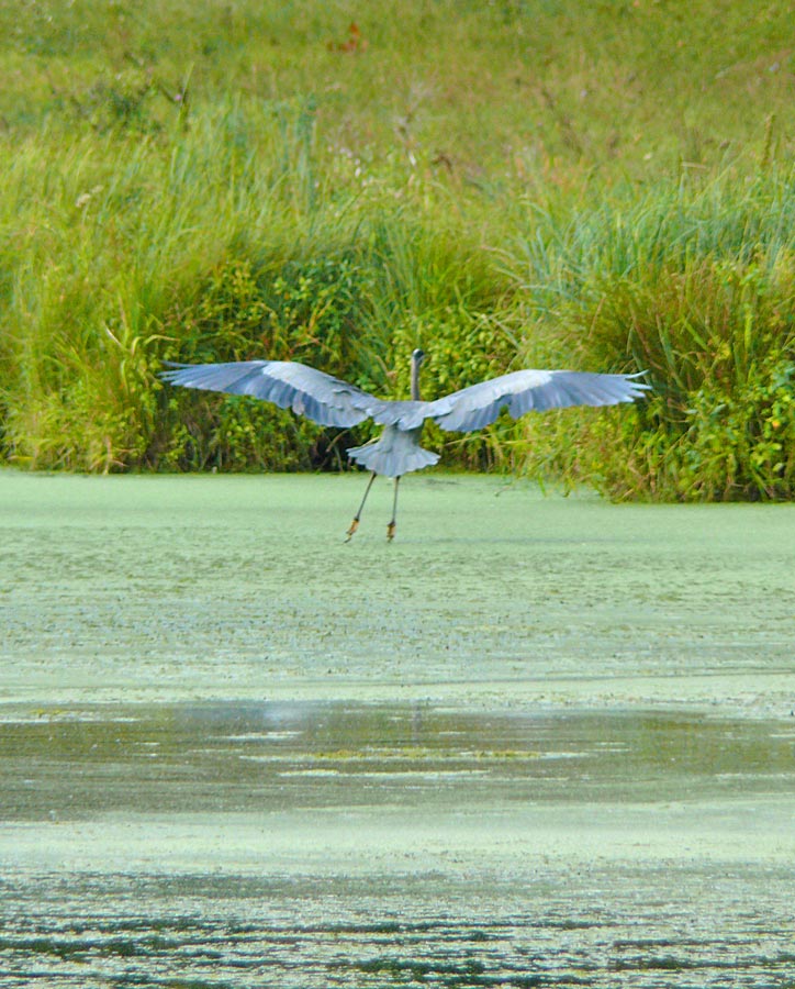 heron2