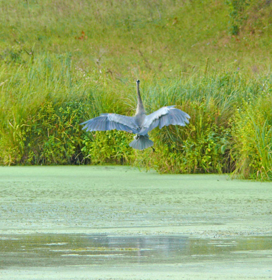 heron3