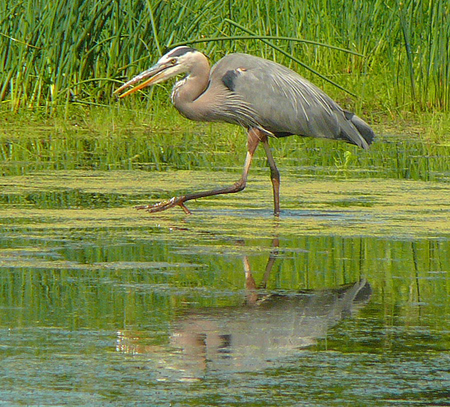 Heron