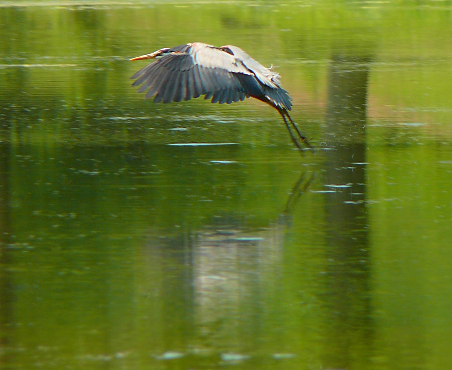 heron 2
