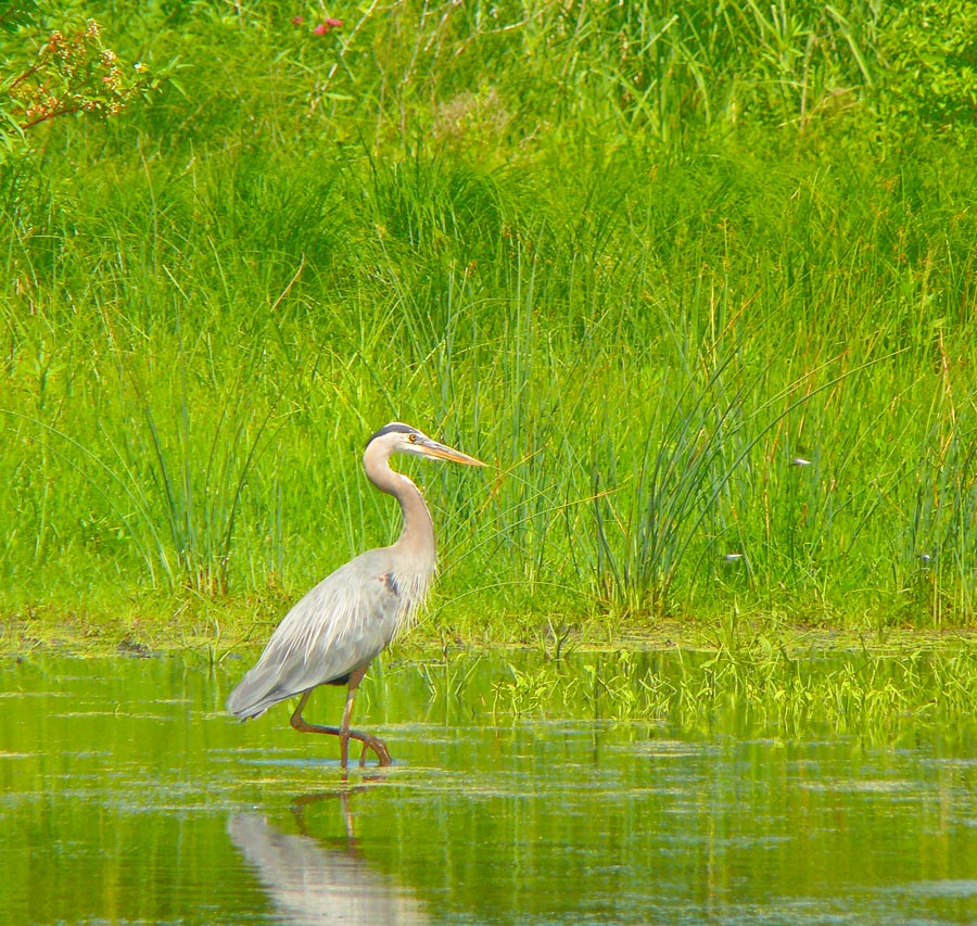 heron 3