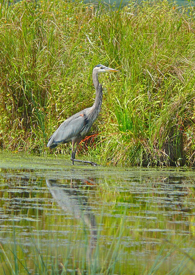 heron 4