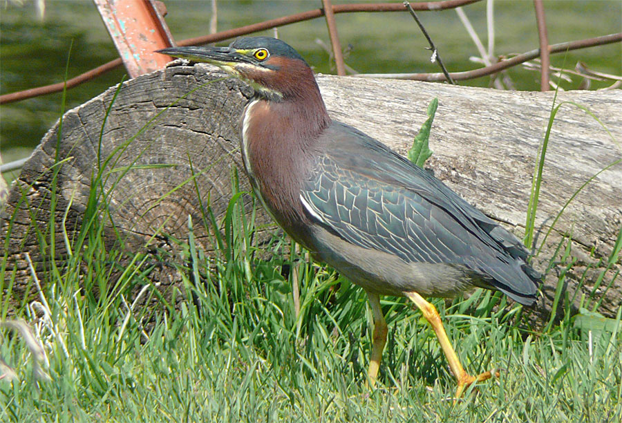 First Heron of the year