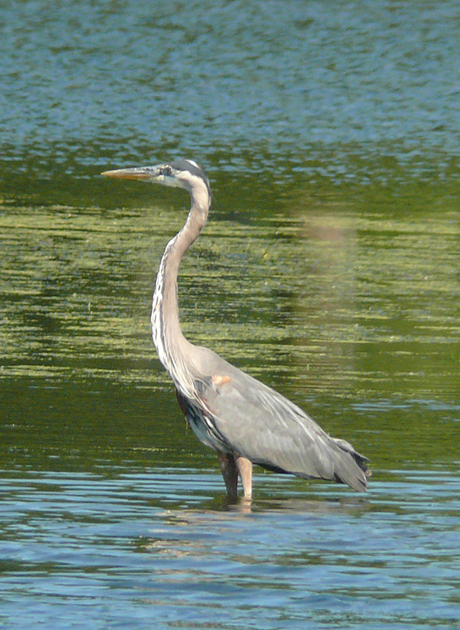 First Blue Heron of the year