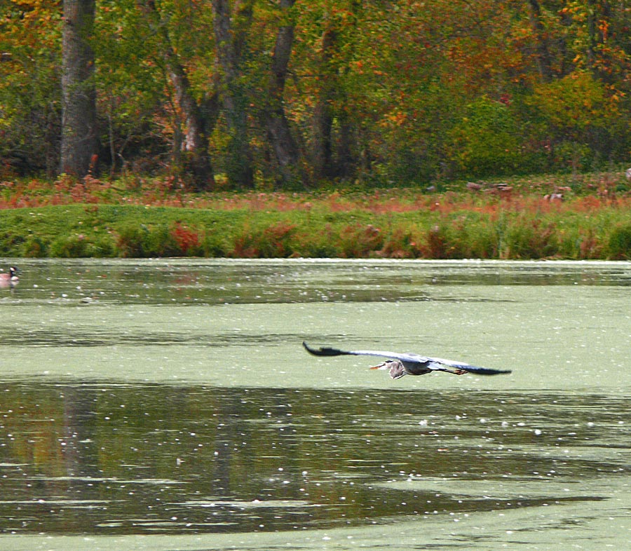 heron fly