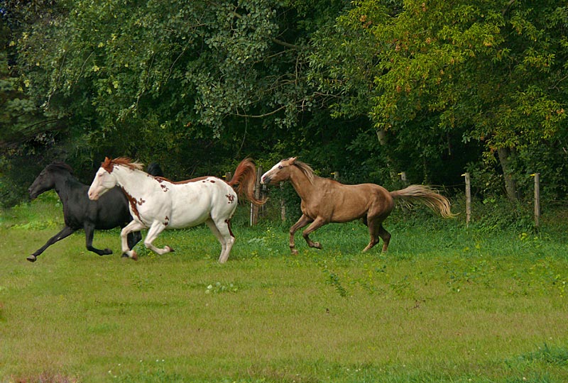 horses