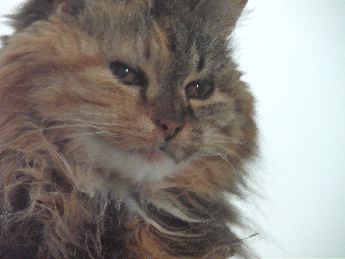 Last picture of Huey