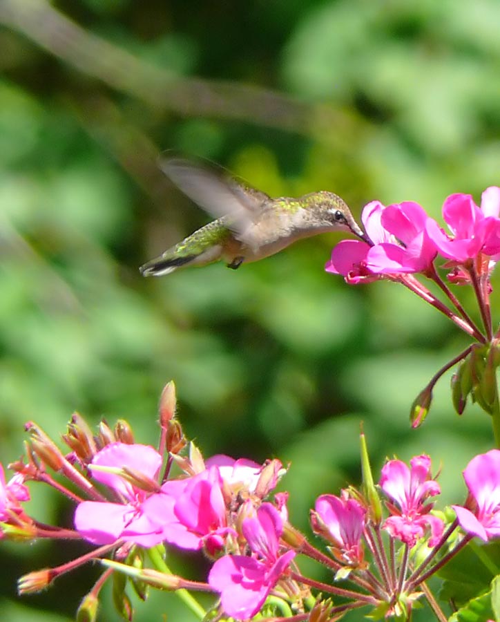 hummingbird 2