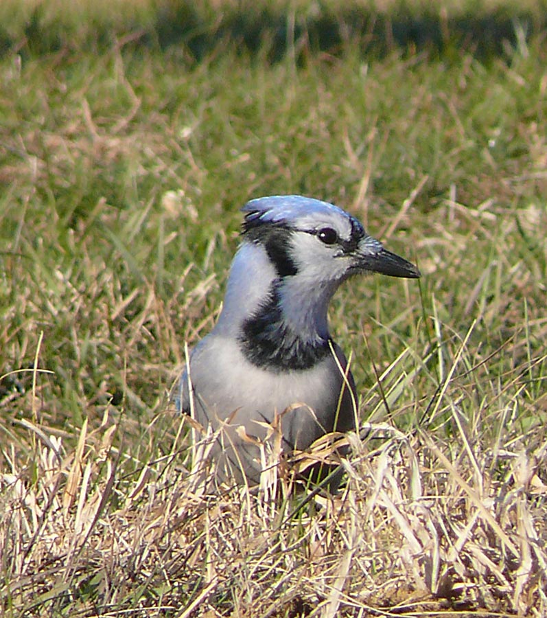 jay1