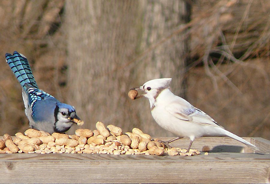 jays